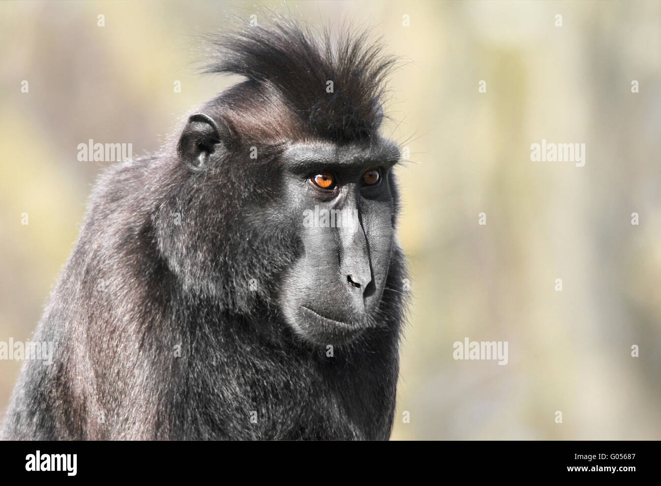 Crested macaco nero Foto Stock