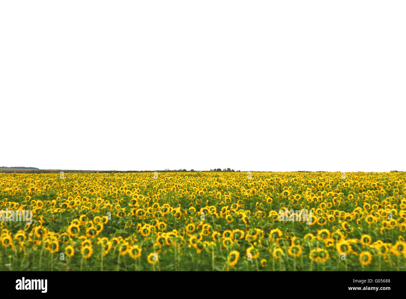 Ampio campo di girasoli. L'estate landsape Foto Stock