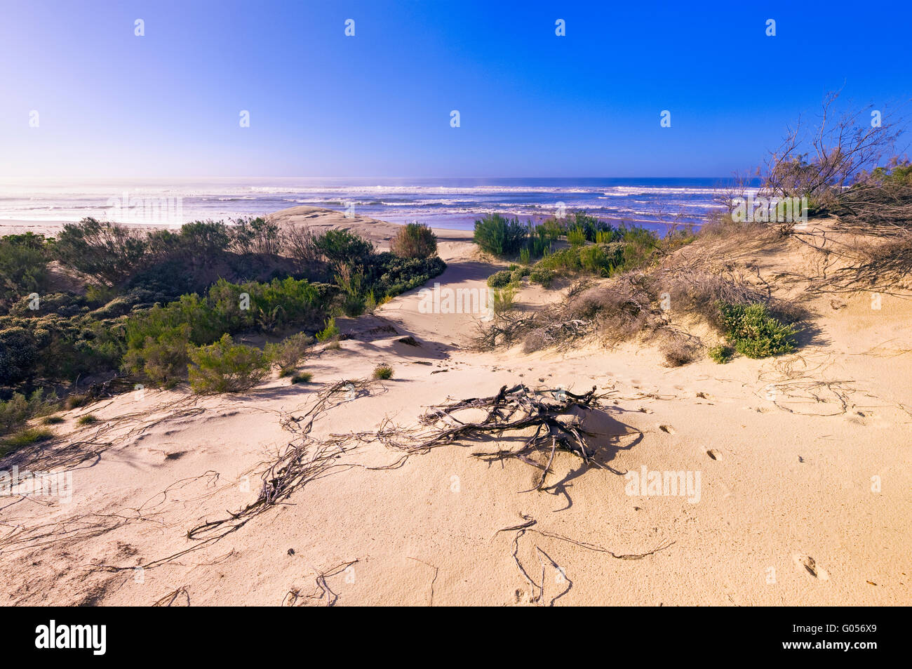 Un tipico dune di sabbia e vegetazione costiera della Eastern Cape Coast in Sud Africa Foto Stock