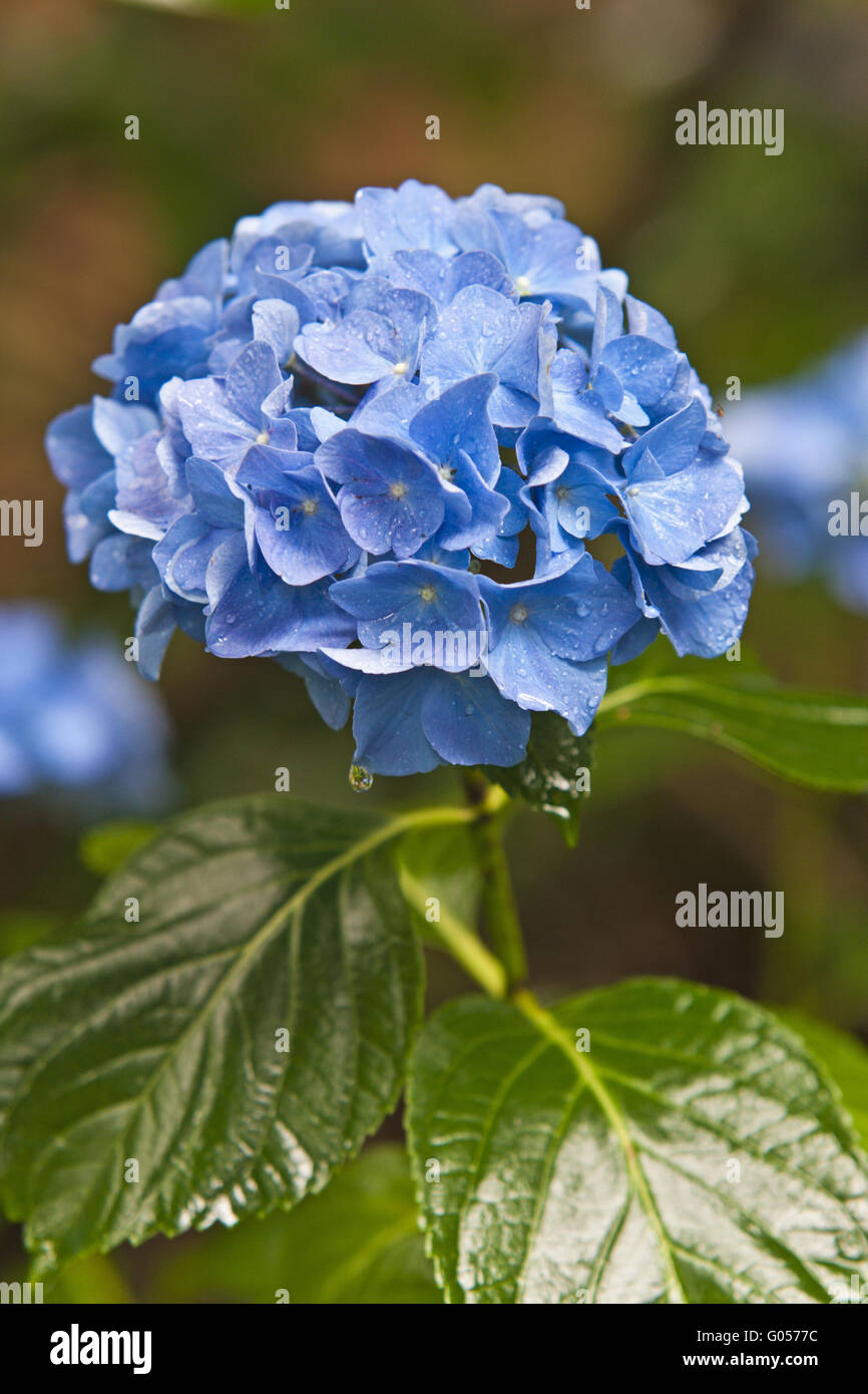 Ortensie blu Foto Stock