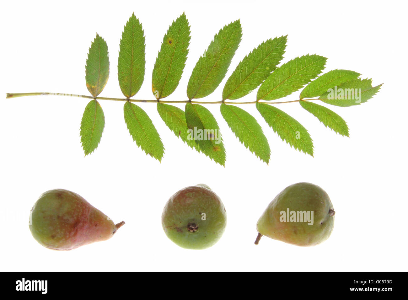 Foglie e frutti di sorbo tree (Sorbus domestica Foto Stock