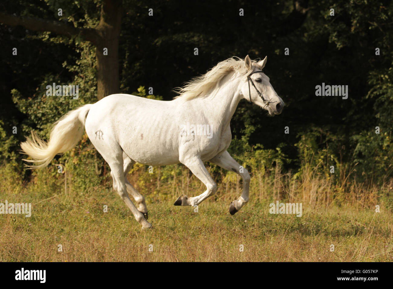 Cavallo andaluso - PRE Foto Stock