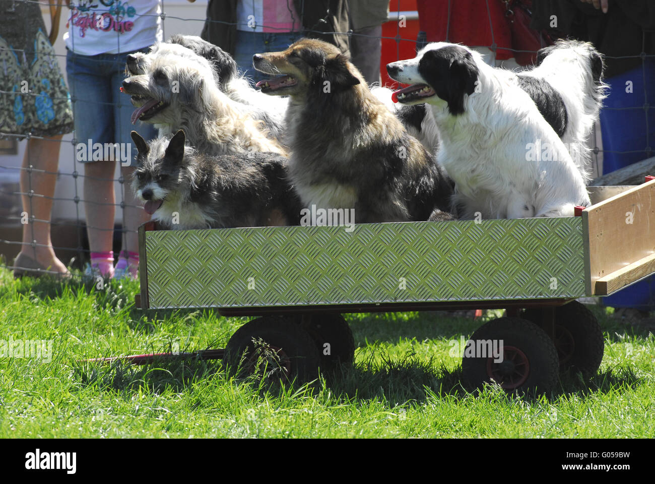 Dülmener Wildhorse Foto Stock