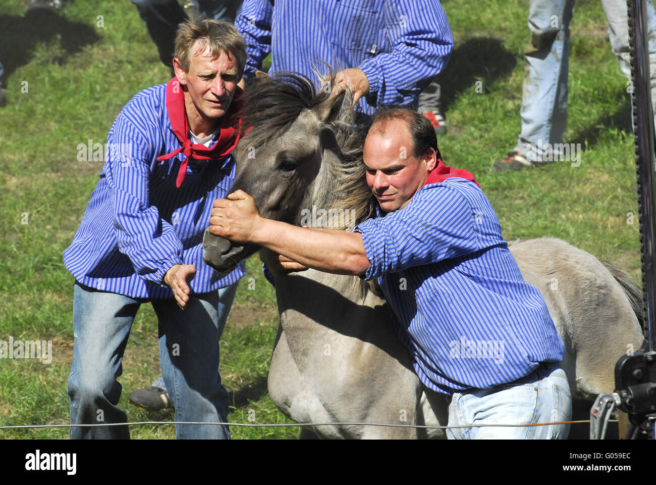 Dülmener Wildhorse Foto Stock