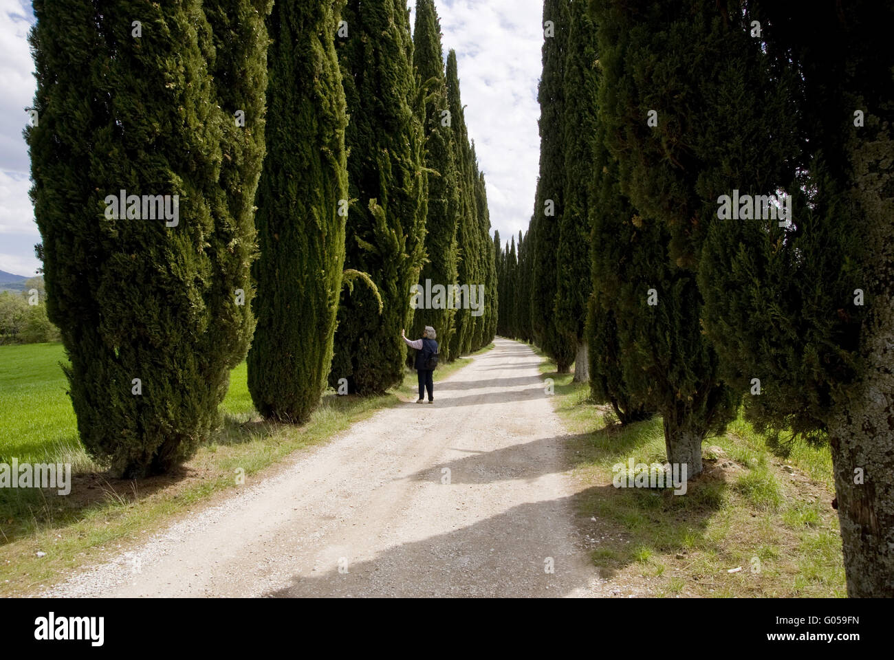 Vecchio cipresso avenue fino al Castello di Romena, Tusc Foto Stock
