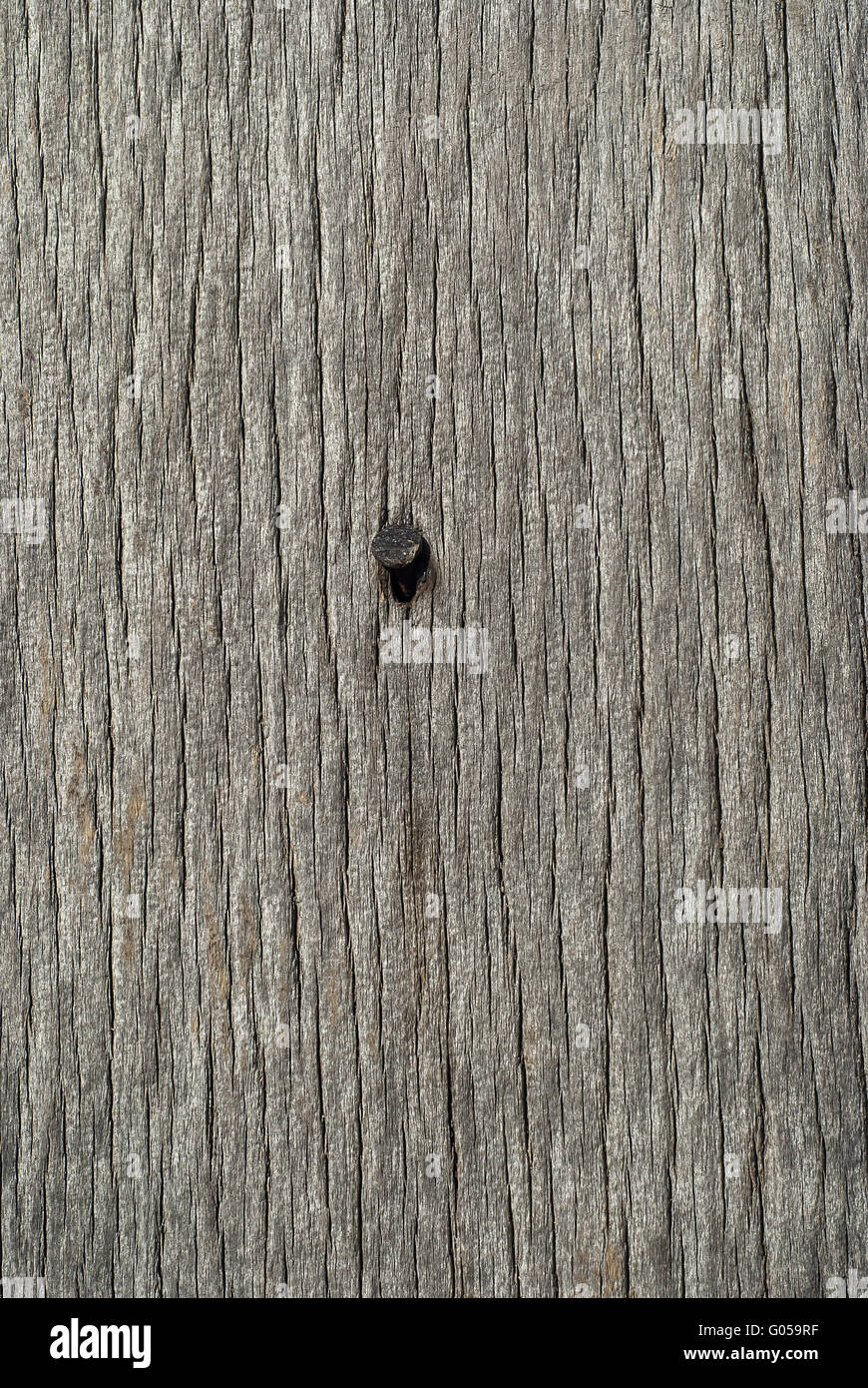 Vecchio weathered grigio scheda di legno con testa di chiodo Foto Stock