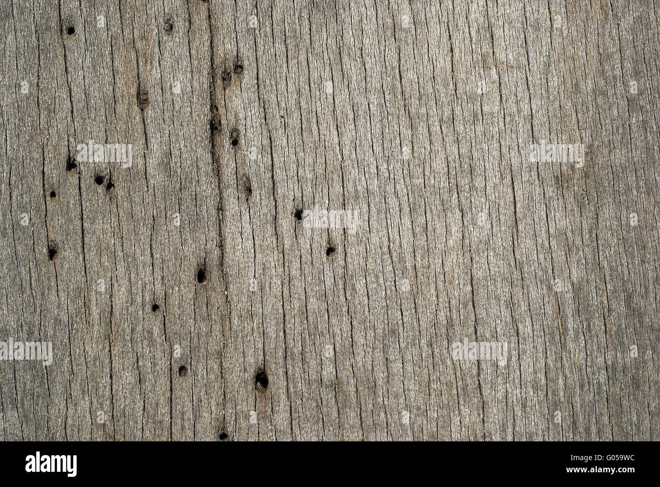Vecchio weathered grigio scheda di legno con il tarlo foro Foto Stock