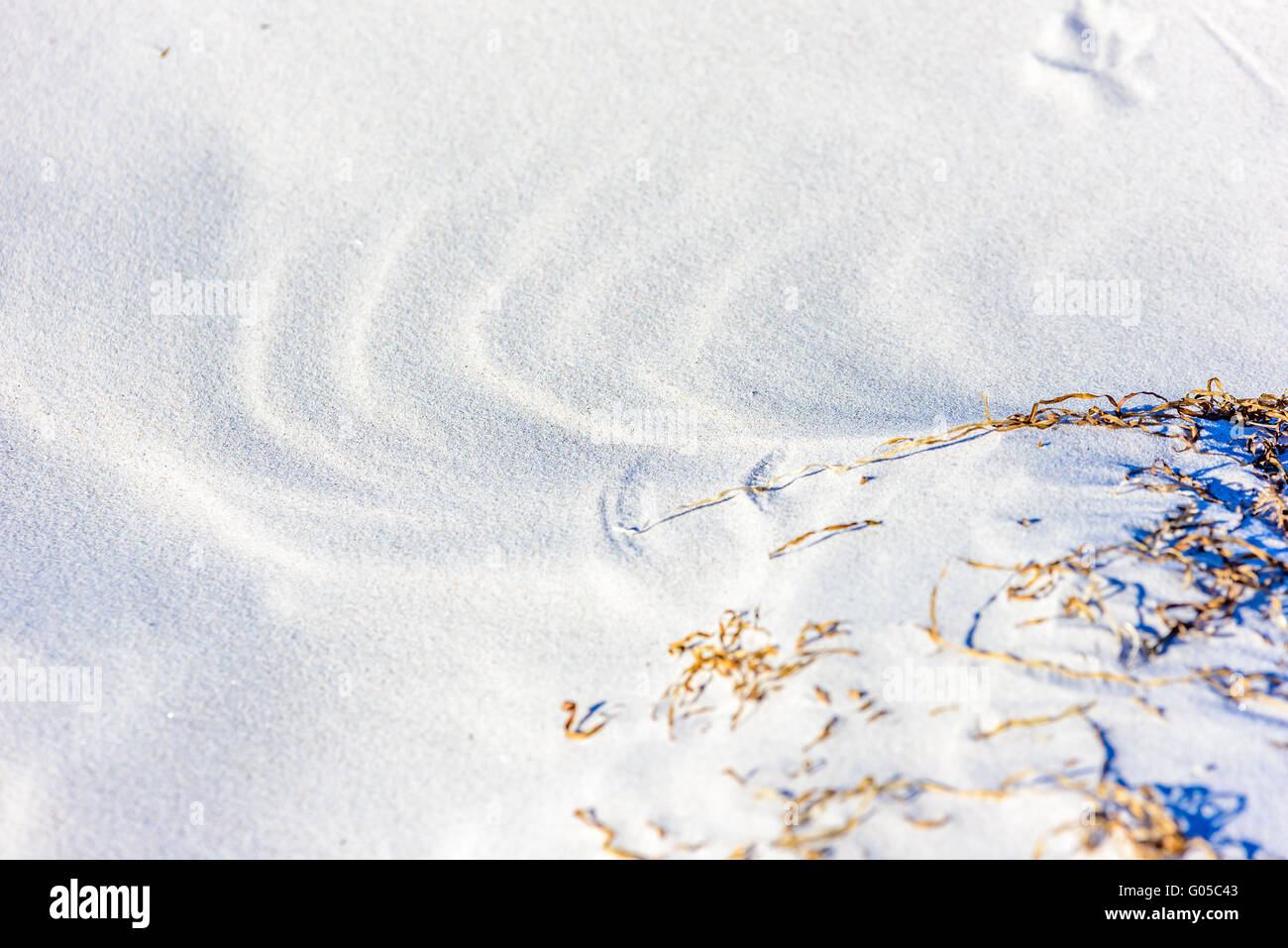 Bel close up di finissima qualità spiaggia di sabbia sottile con disegni realizzati da asciugare le alghe che si muovono nel vento. Copia dello spazio. Foto Stock