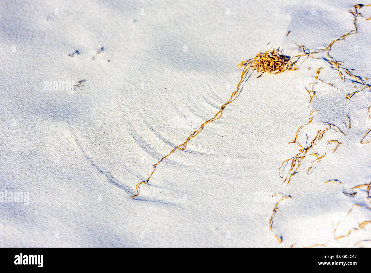 Bel close up di finissima qualità spiaggia di sabbia sottile con disegni realizzati da asciugare le alghe che si muovono nel vento. Copia dello spazio. Foto Stock