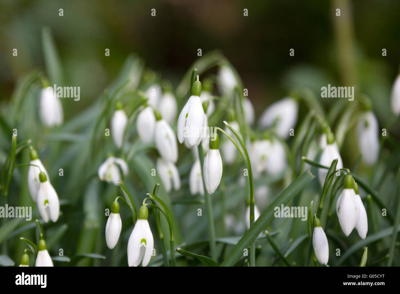 Bucaneve nel tardo inverno Foto Stock