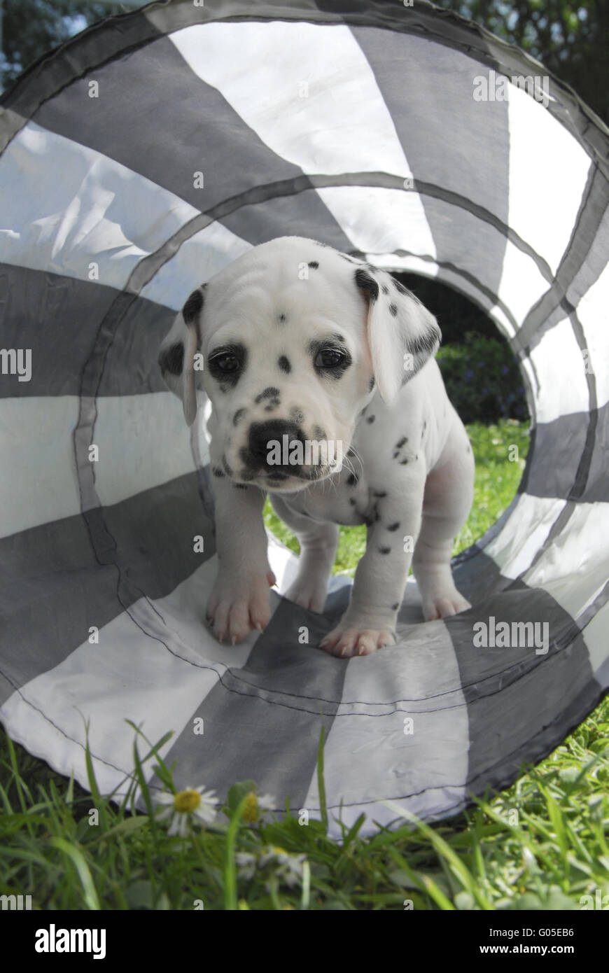 Cucciolo dalmata, quattro settimane, in un tunnel di cane Foto Stock