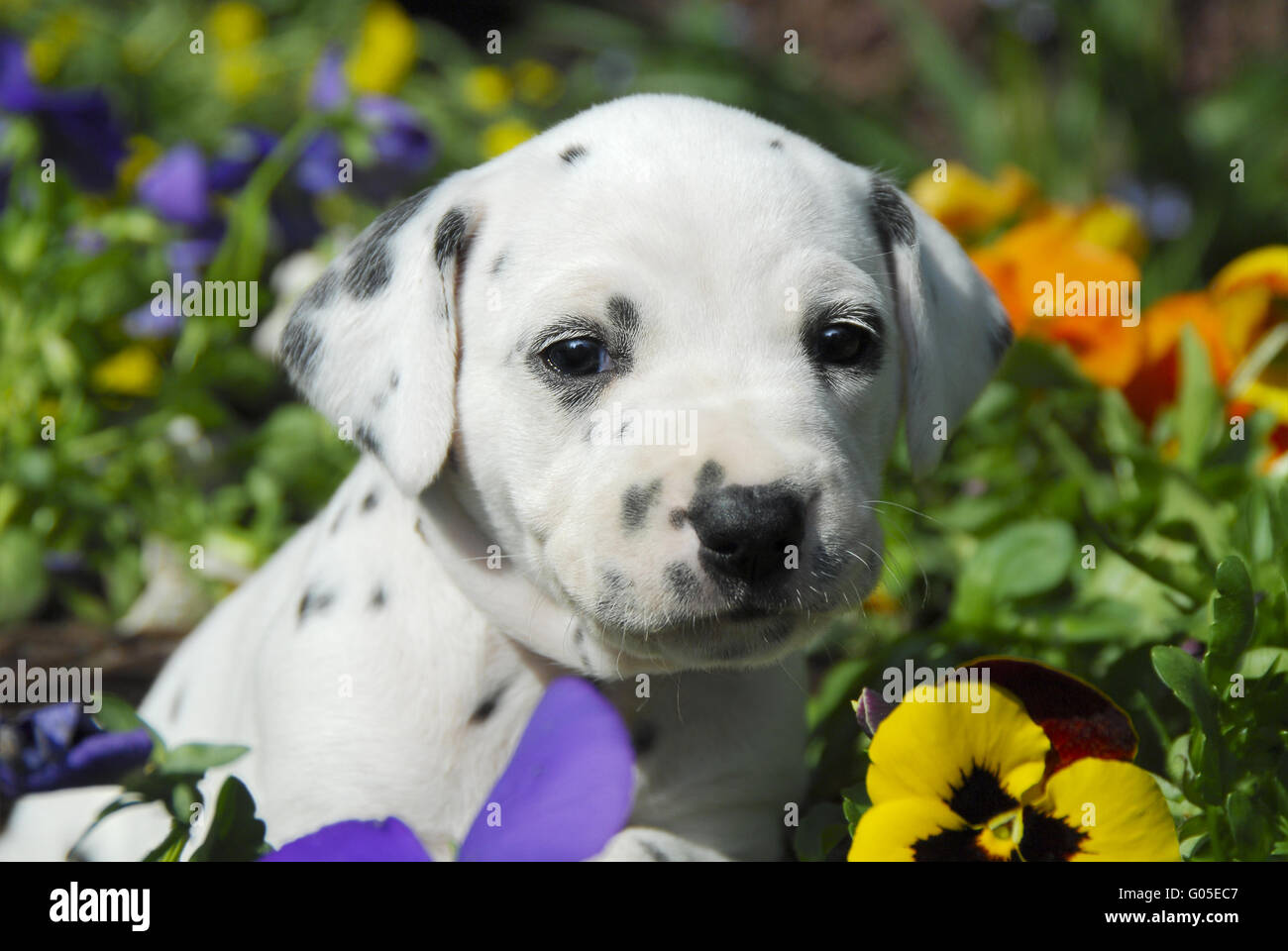 Cucciolo dalmata, quattro settimane, tra i fiori Foto Stock