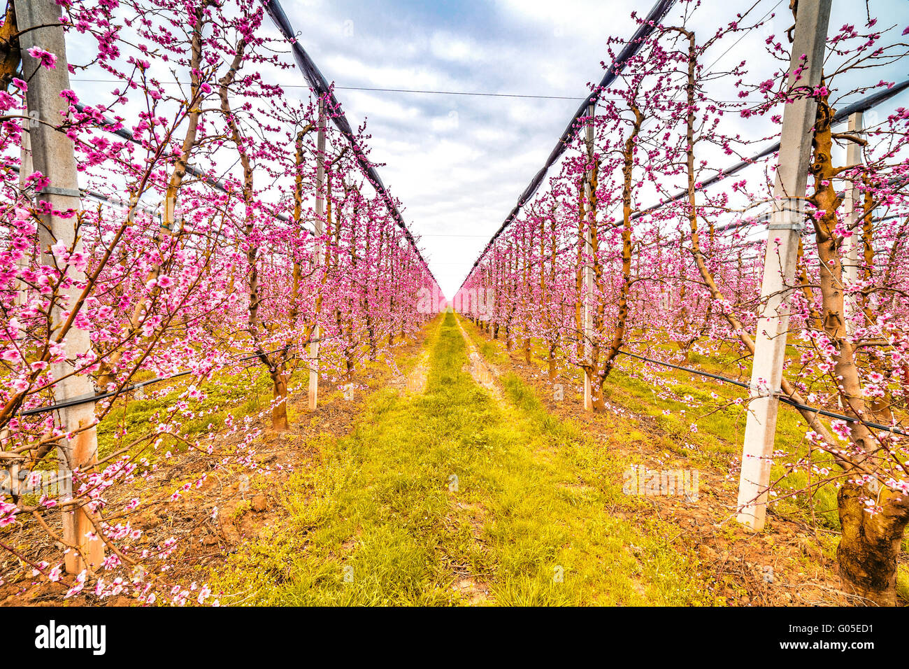 L'agricoltura moderna organizza campi in geometrie regolari di frutteti che preannuncia l'arrivo della primavera con il primo blumi Foto Stock