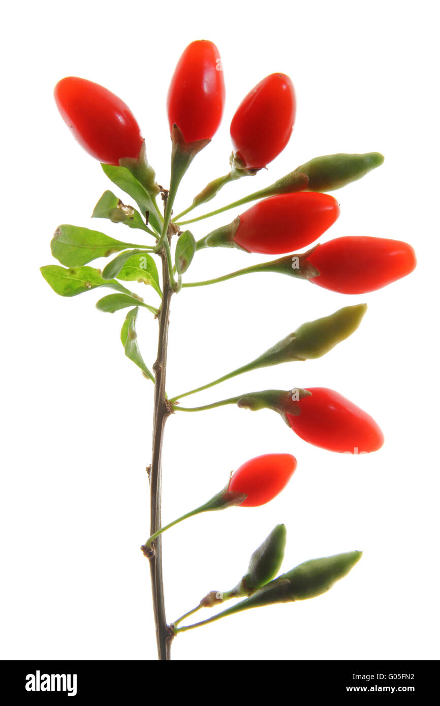 Bacche mature del wolfberry (Lycium barbarum) Foto Stock