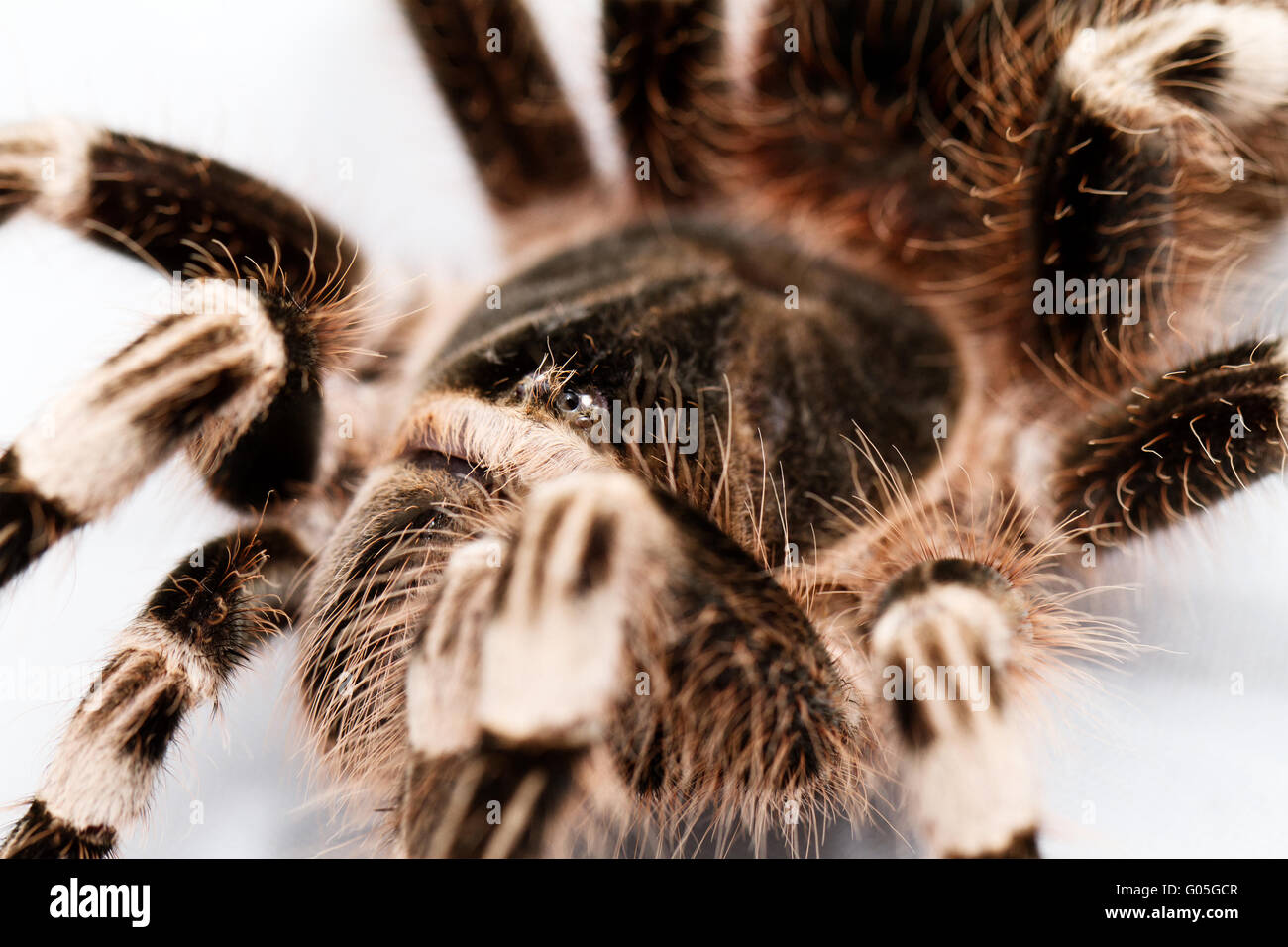 Bella spider isolati su sfondo bianco (geniculata) Foto Stock