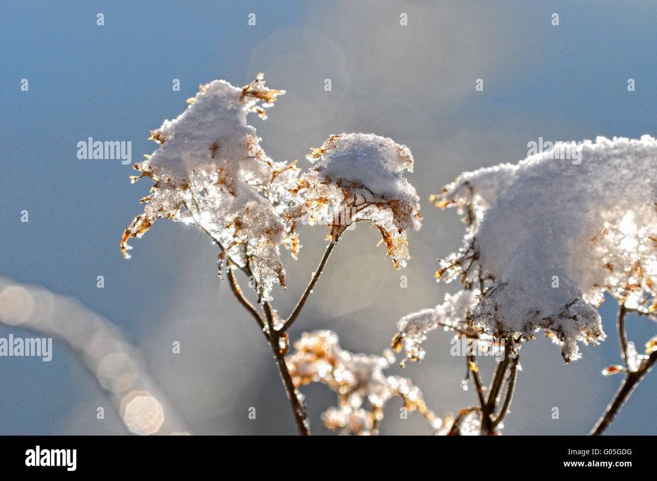 Erba scintillanti sotto la luce diretta del sole in inverno Foto Stock