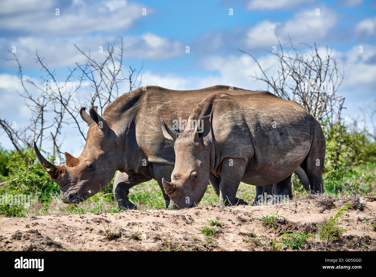 Due rinoceronte bianco del Sud (Ceratotherium simum), Hluhluwe-Imfolozi Park, KwaZulu-Natal, Sud Africa Foto Stock