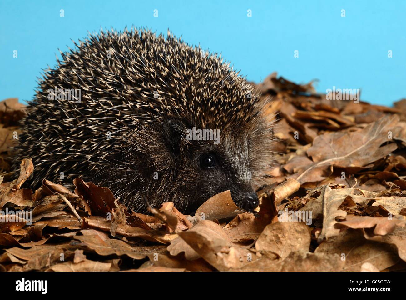 Hegdehog su foglie di autunno Foto Stock