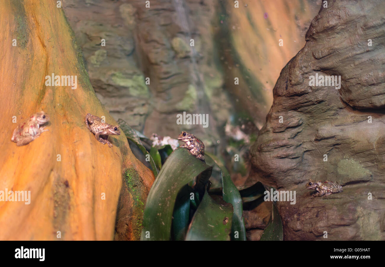 Rana rettili tropicali amasonia giungle animale Foto Stock