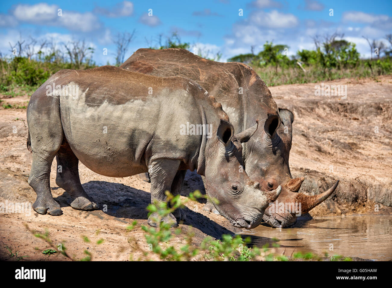 Due rinoceronte bianco del Sud (Ceratotherium simum), Hluhluwe-Imfolozi Park, KwaZulu-Natal, Sud Africa Foto Stock