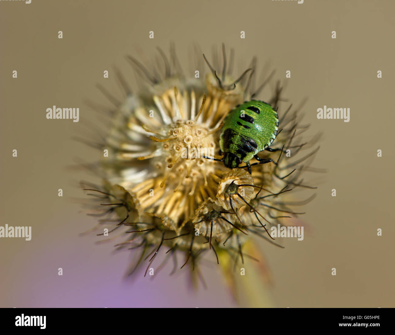 Schermo verde ninfa Bug su Devil's Bit Scabious selvaggio fiore Foto Stock