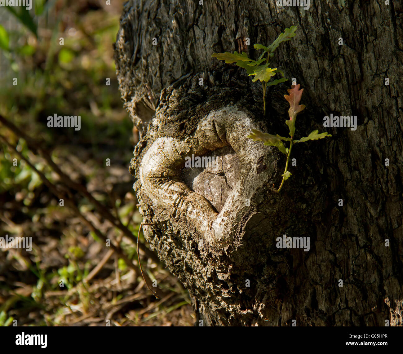 A forma di cuore ferita guarita su albero di quercia con foglie di quercia Foto Stock