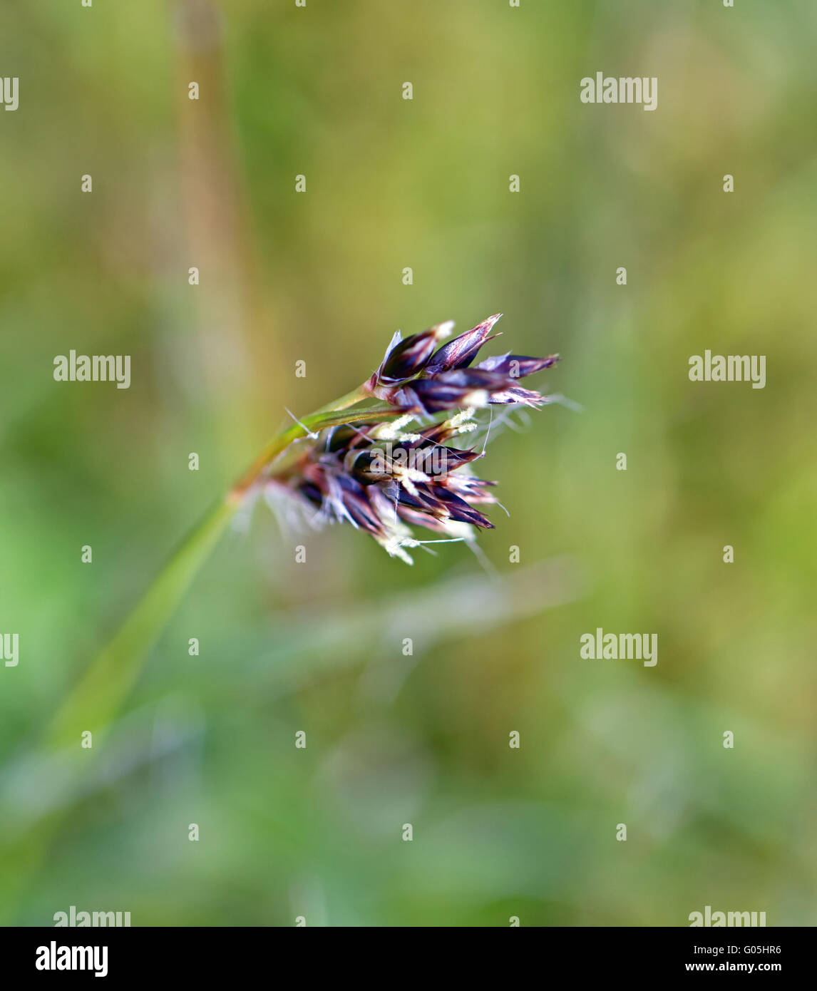 Macro shot di sementi da prato con testa verde al di fuori della messa a fuoco lo sfondo Foto Stock