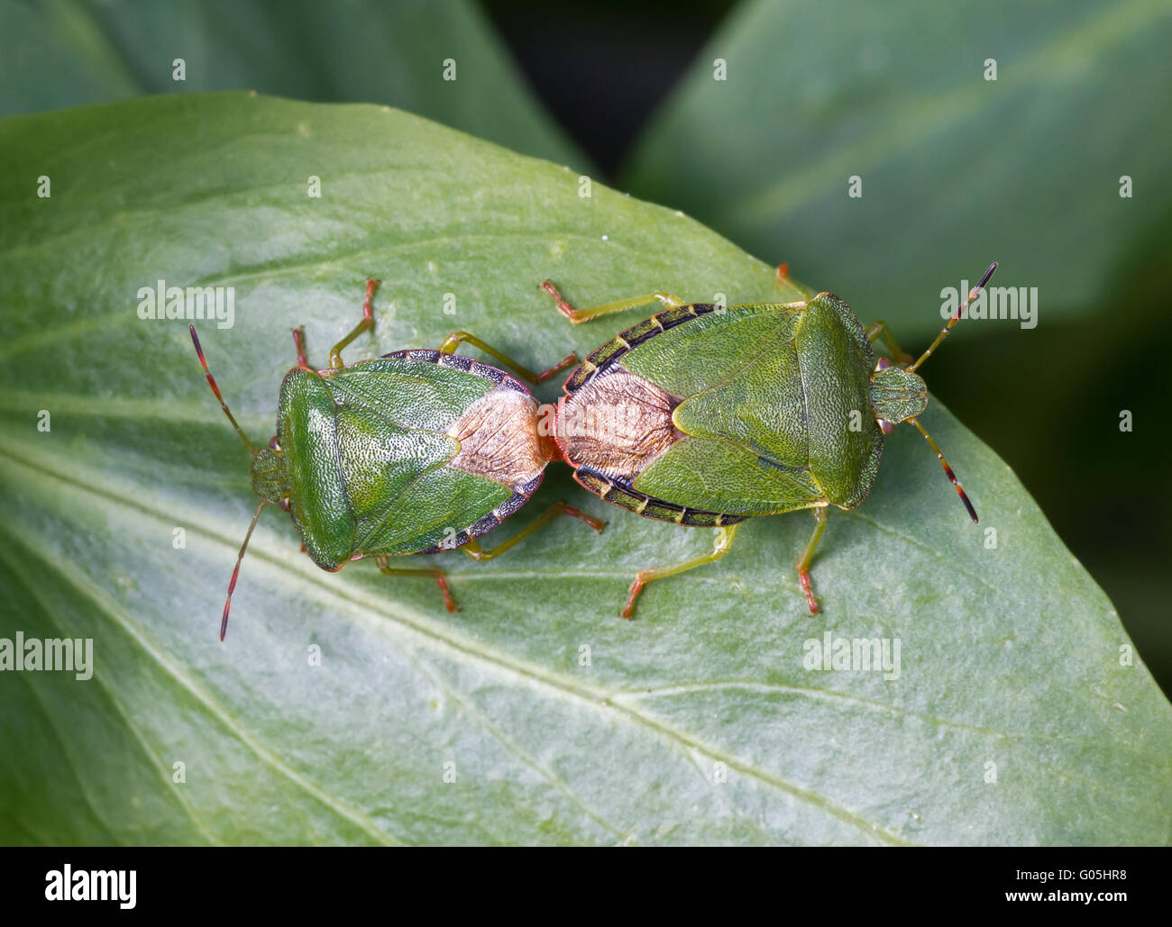 Coppia di verde comune bug di protezione macro di accoppiamento shot Foto Stock