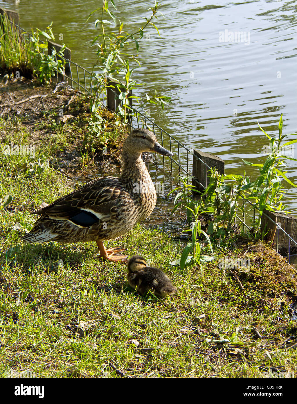 Madre femmina Mallard Duck con singolo anatroccolo su pond bank Foto Stock