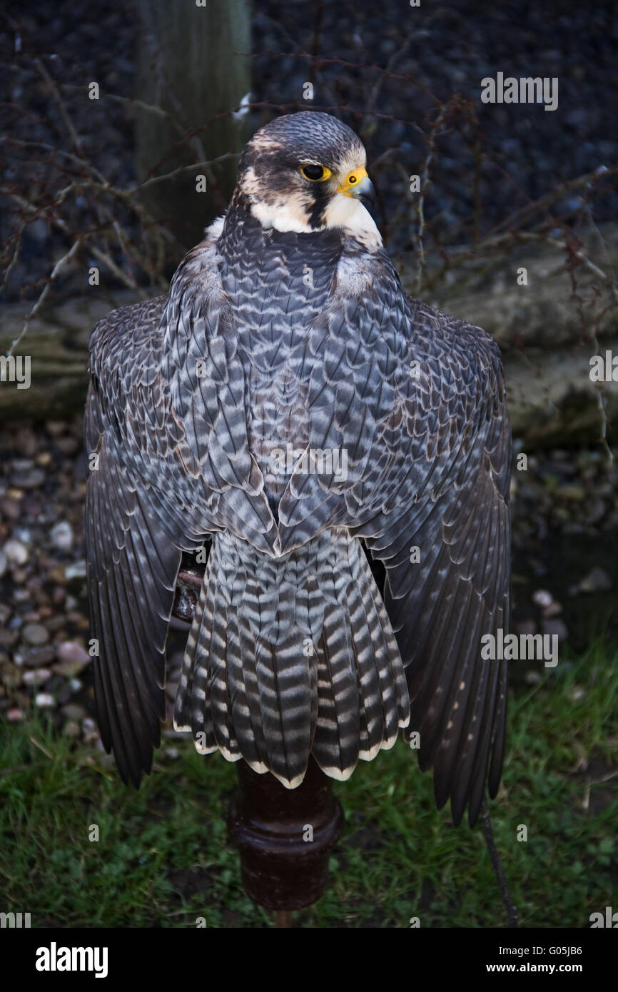 Falcon che mostra le sue ali. Foto Stock