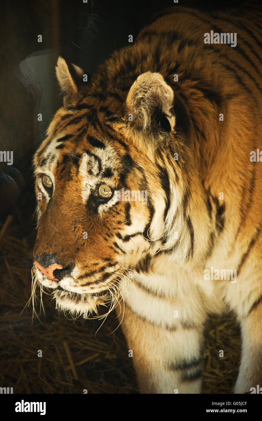 Tiger è il più maestoso di tutti i gatti Foto Stock