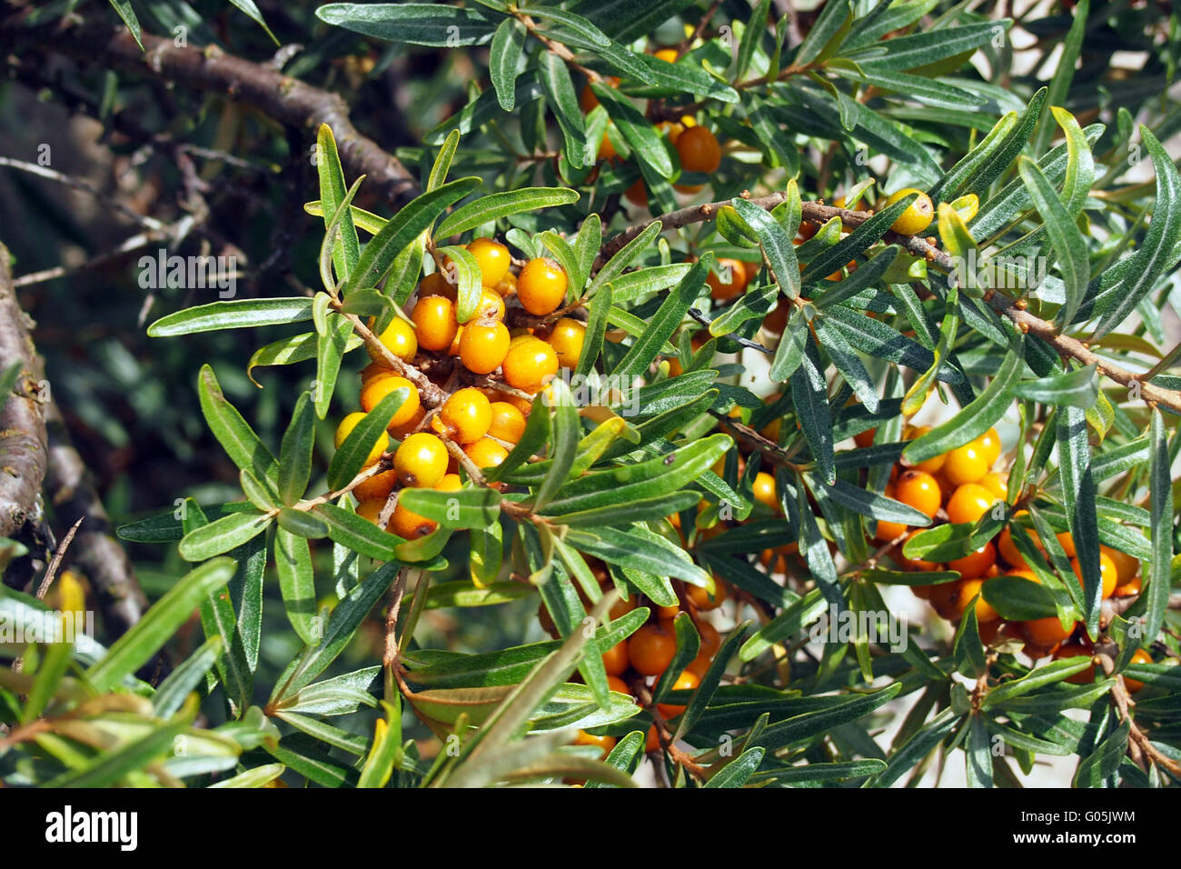 Sallow thorn bacche di olivello spinoso Foto Stock