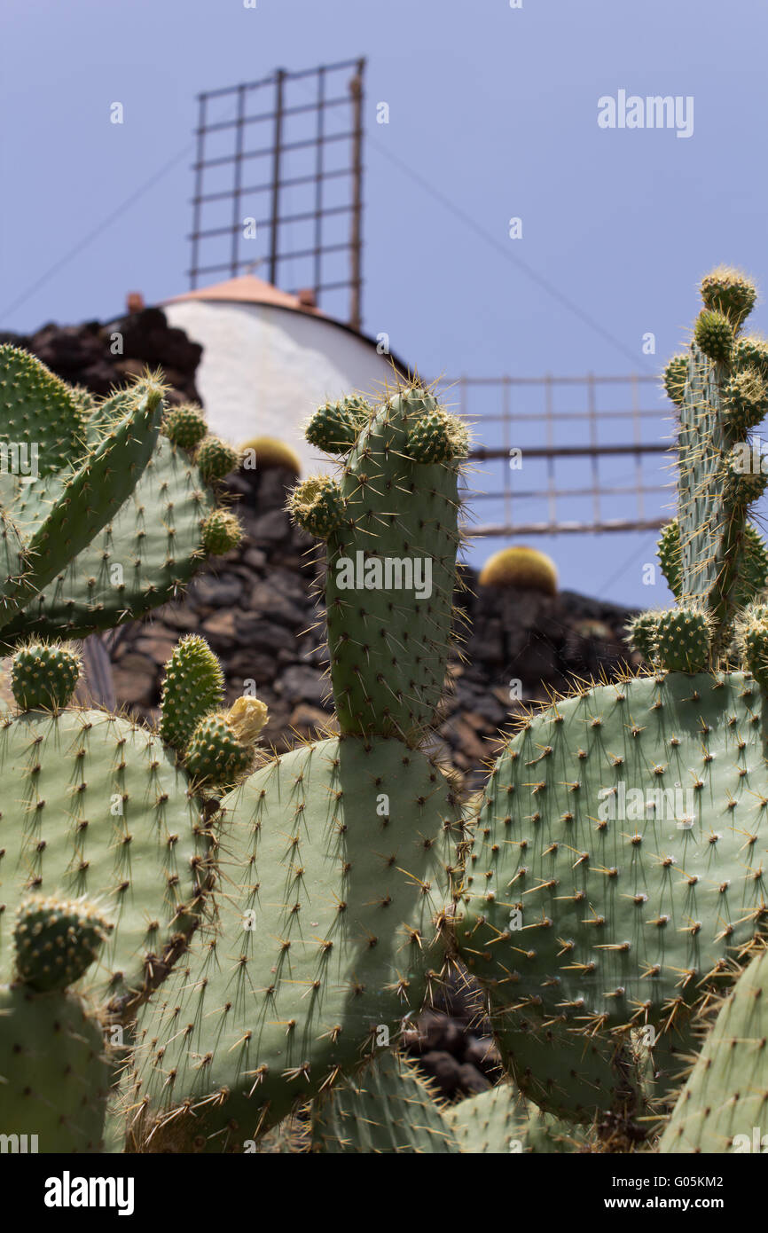 Il cactus nel giardino di cactus Jardin de Cactus Foto Stock