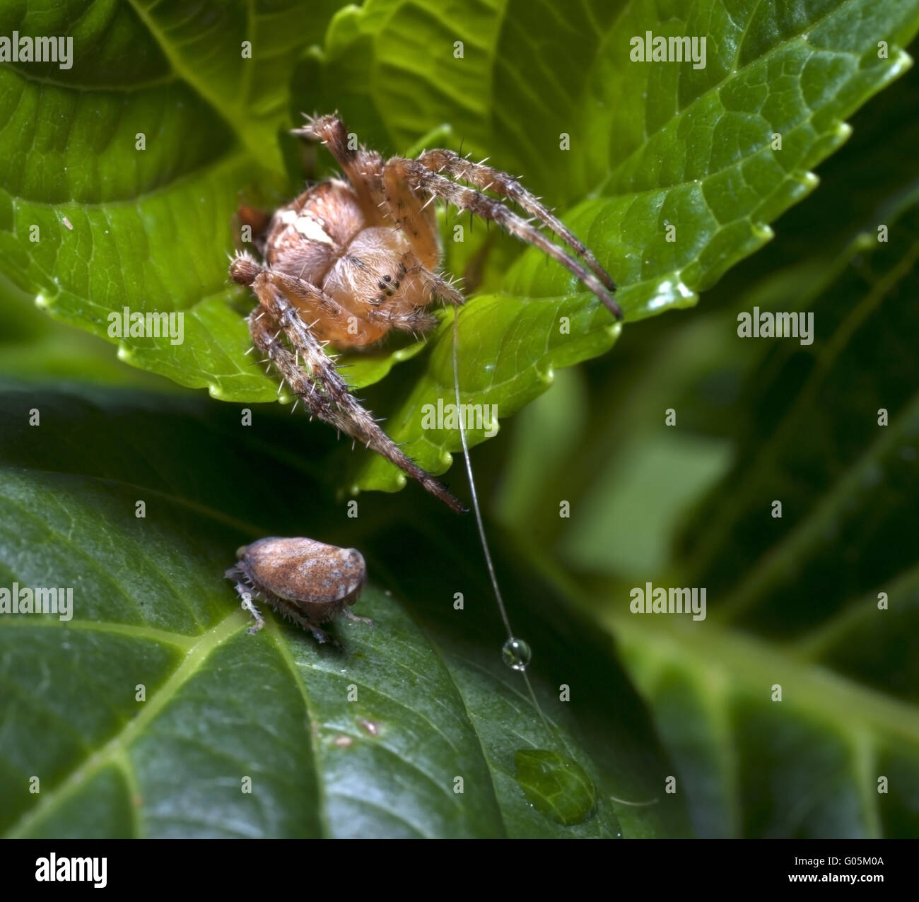 Spider va a pescare Foto Stock