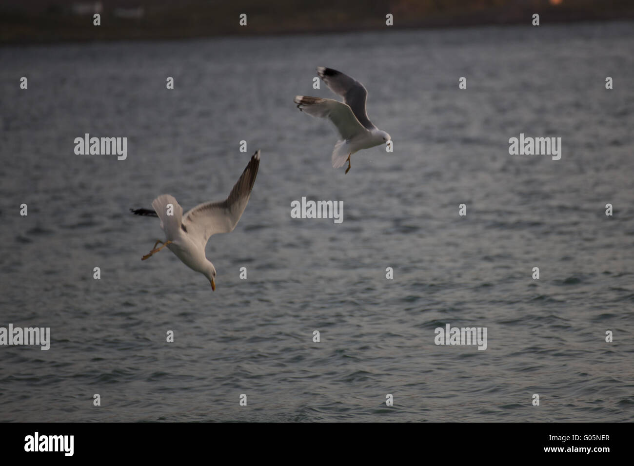 Seagull nella luce della notte di mezza estate, Norvegia Foto Stock