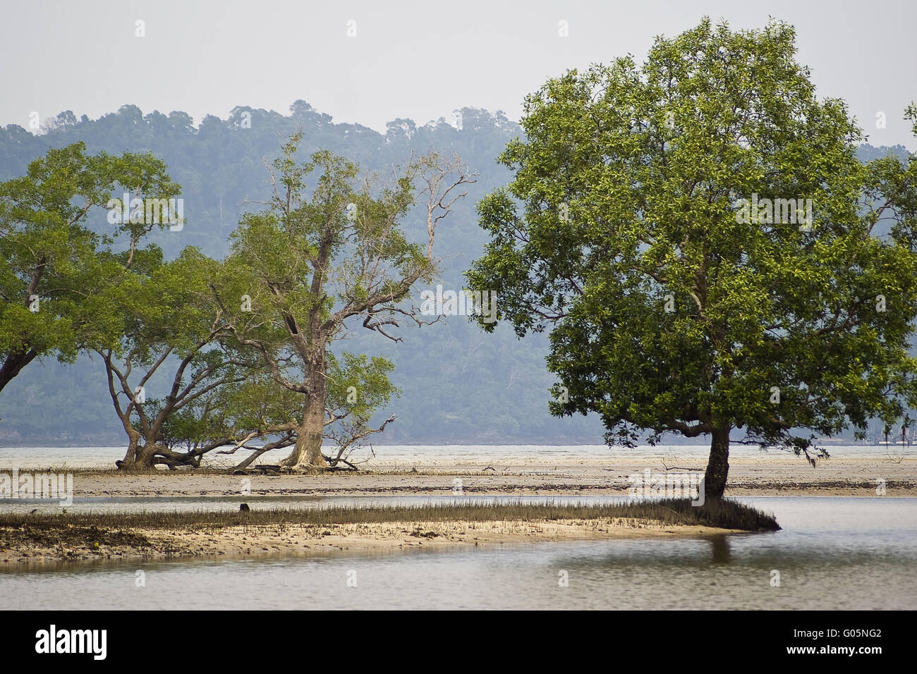 Mangrovie su Ko Phayam, Thailandia Foto Stock