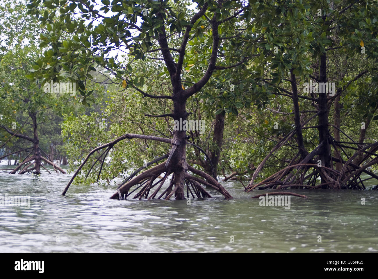 Mangrovie su Ko Phayam, Thailandia Foto Stock