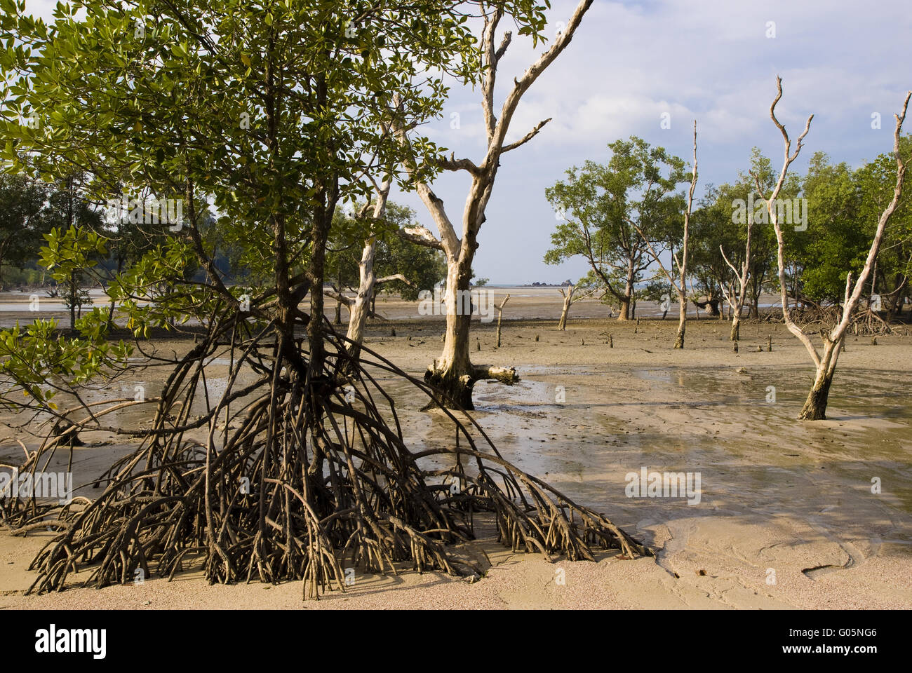 Mangrovie su Ko Phayam, Thailandia Foto Stock