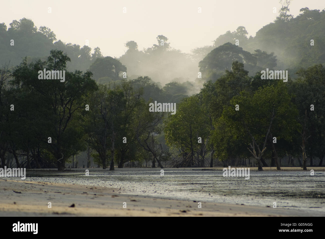 La cottura a vapore foreste vergini su Ko Phayam, Thailandia Foto Stock