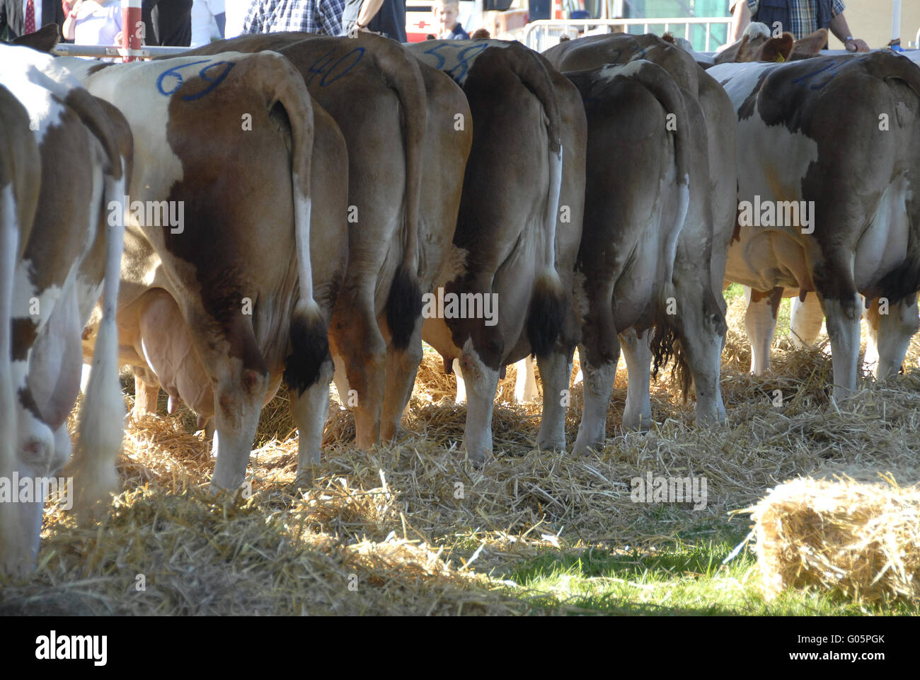 Mercato del bestiame Foto Stock