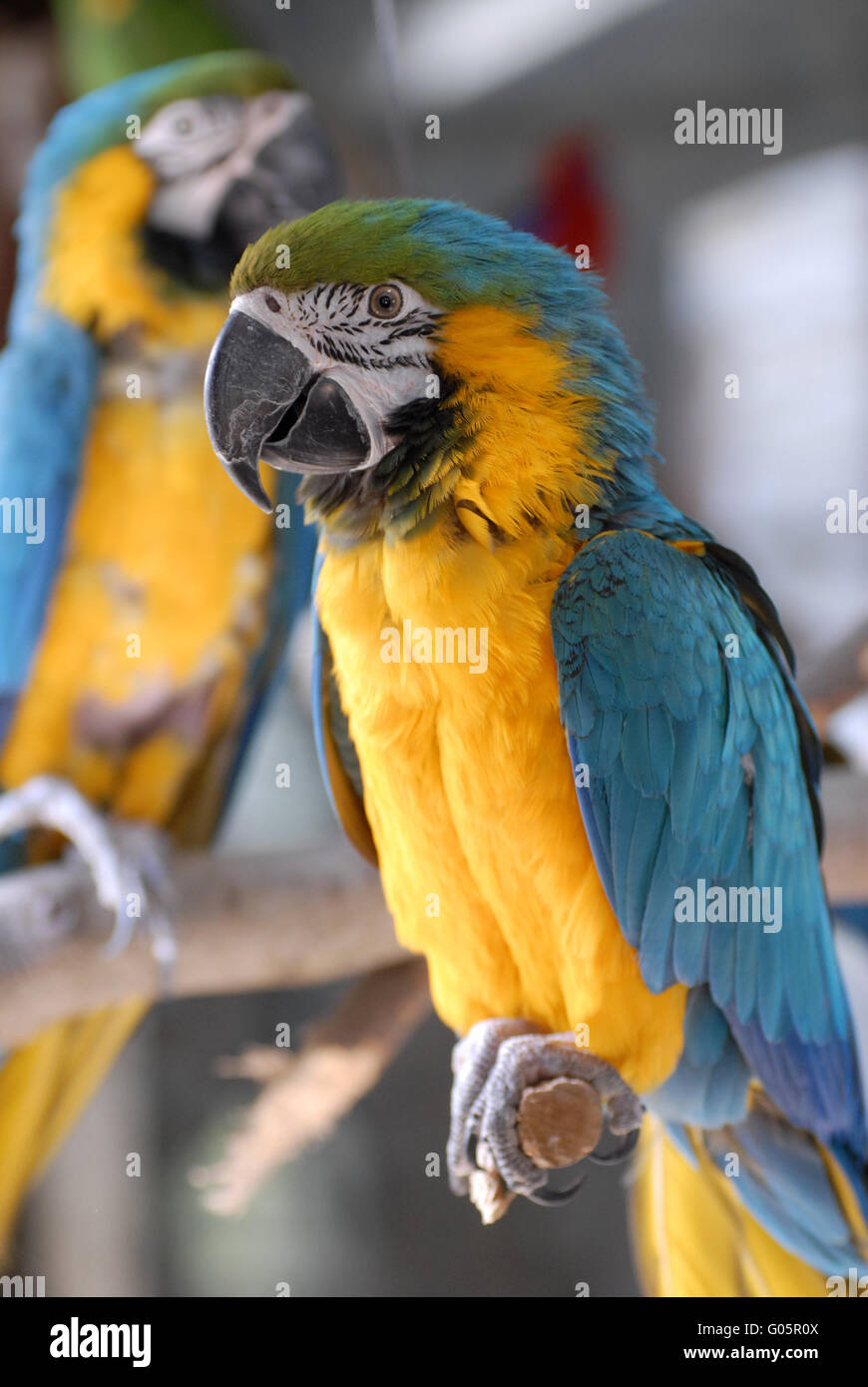 Blu e Giallo Macaw Foto Stock