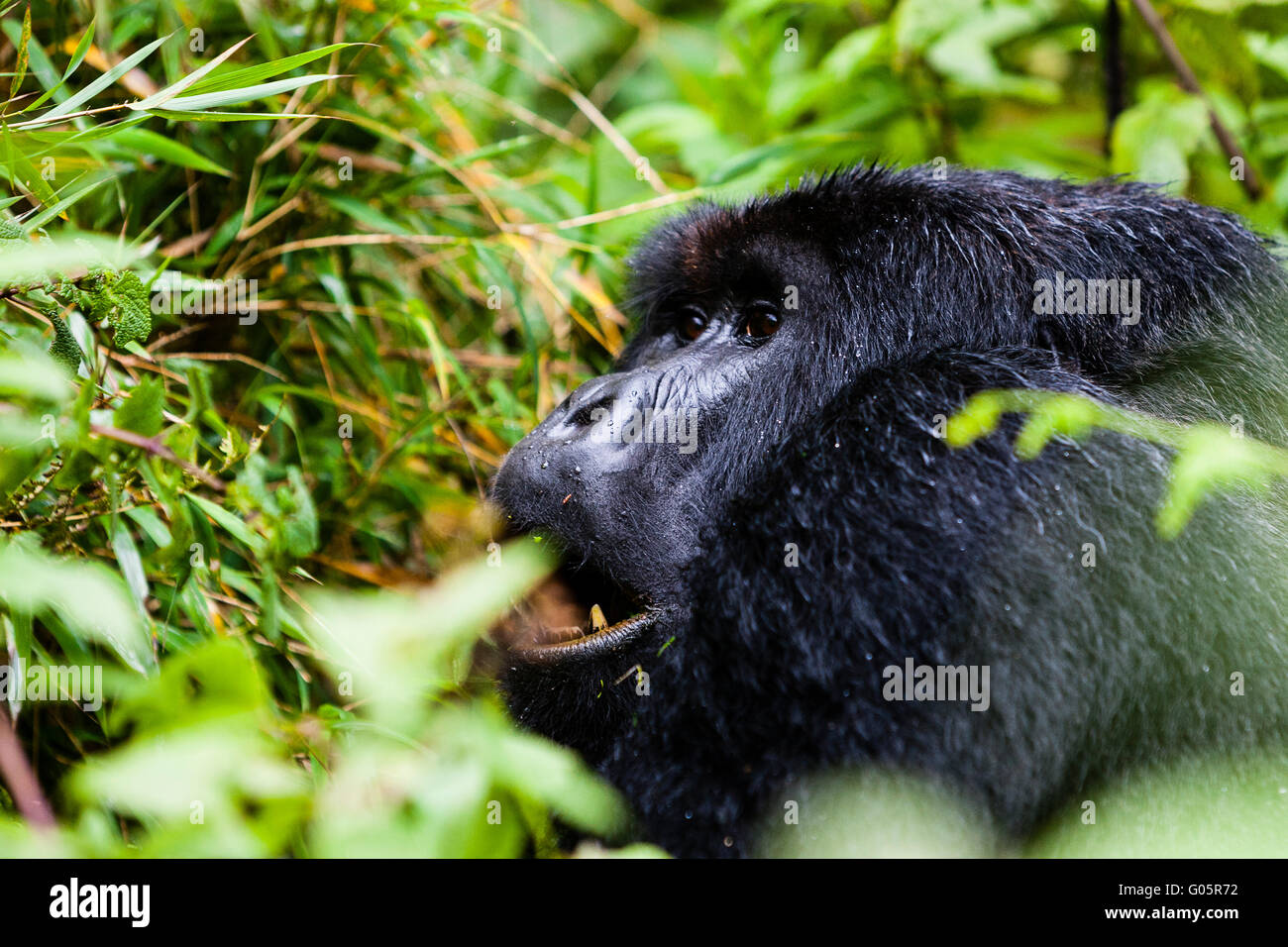Parco nazionale Vulcani, Rwanda una femmina di gorilla di montagna (gorilla berengei berengei) mangiare Foto Stock