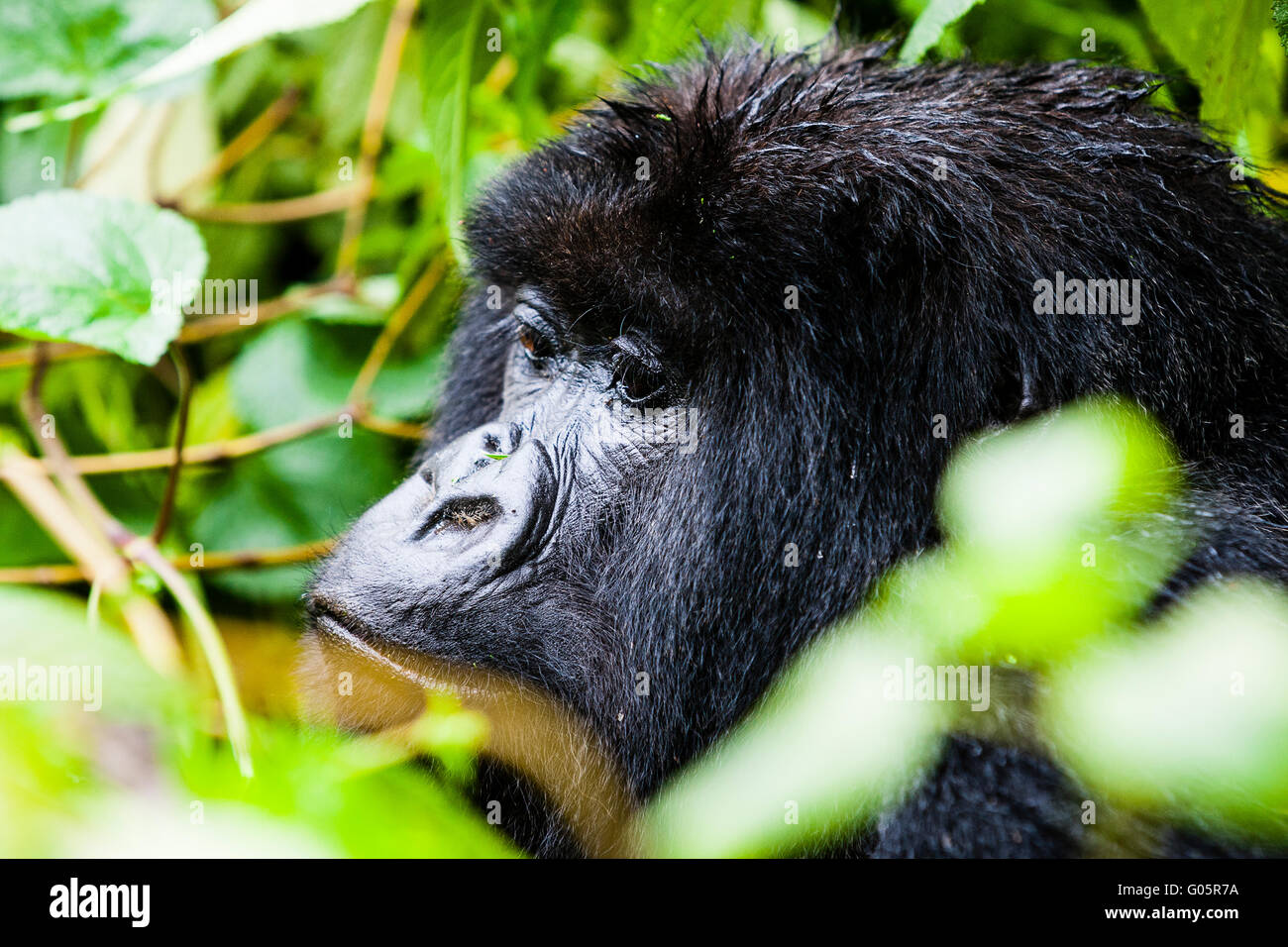 Parco nazionale Vulcani, Ruanda. Femmina di gorilla di montagna (gorilla berengei berengei) in habitat. Foto Stock