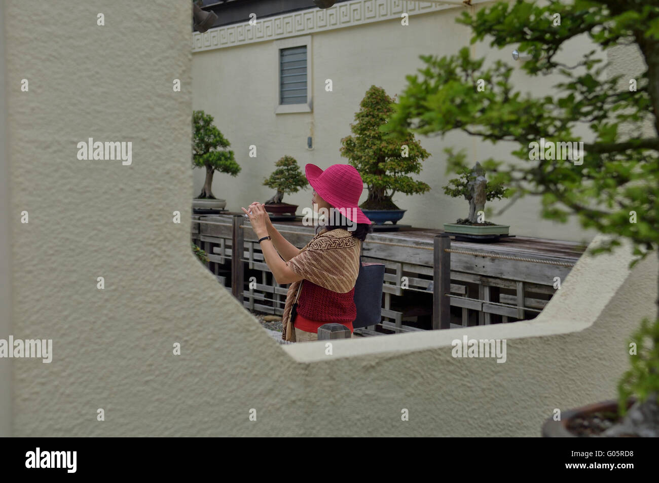 E di bonsai penjing Museum presso il National Arboretum. Washington, DC. Stati Uniti d'America Foto Stock
