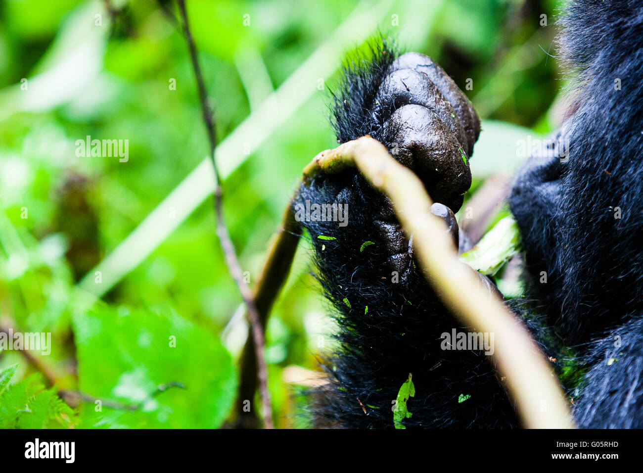 Parco nazionale Vulcani, RWANDA UN Studio di un gorilla di montagna (gorilla berengei berengei) mano. Foto Stock