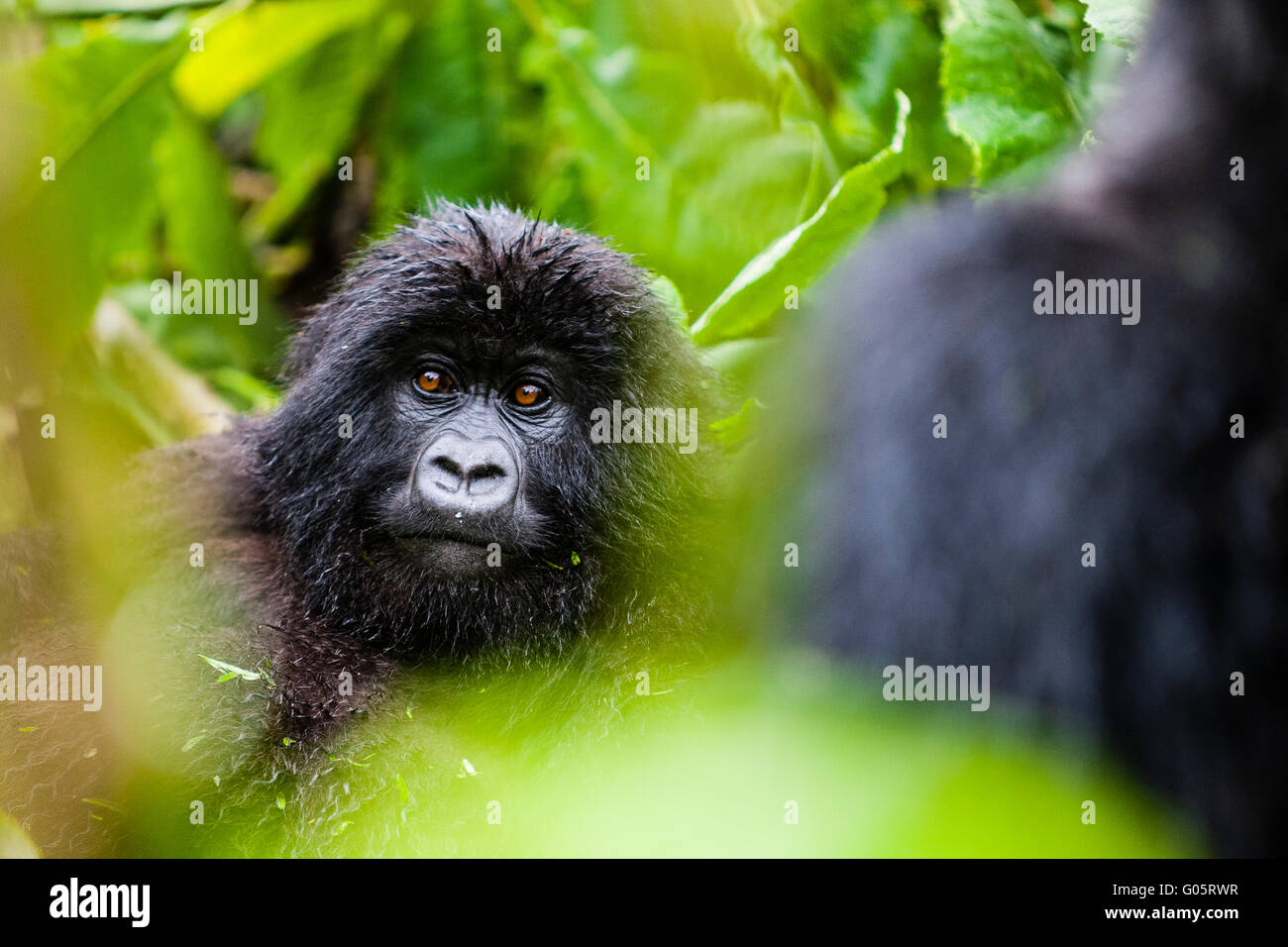Parco nazionale Vulcani, Rwanda un ritratto di una giovane gorilla di montagna (gorilla berengei berengei). Foto Stock