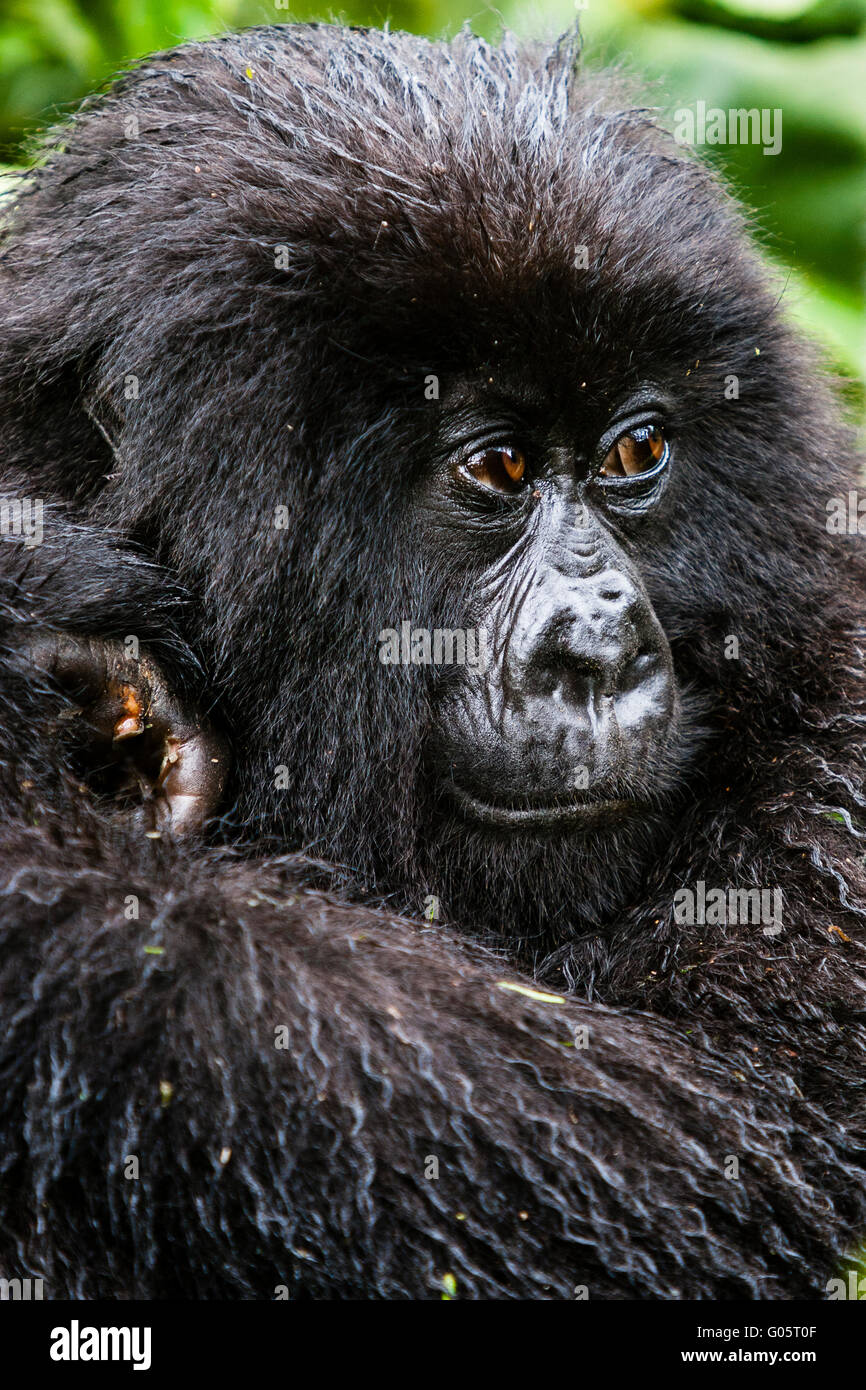 Parco nazionale Vulcani, Ruanda. Giovane femmina (gorilla gorilla berengei berengei) in habitat. Foto Stock