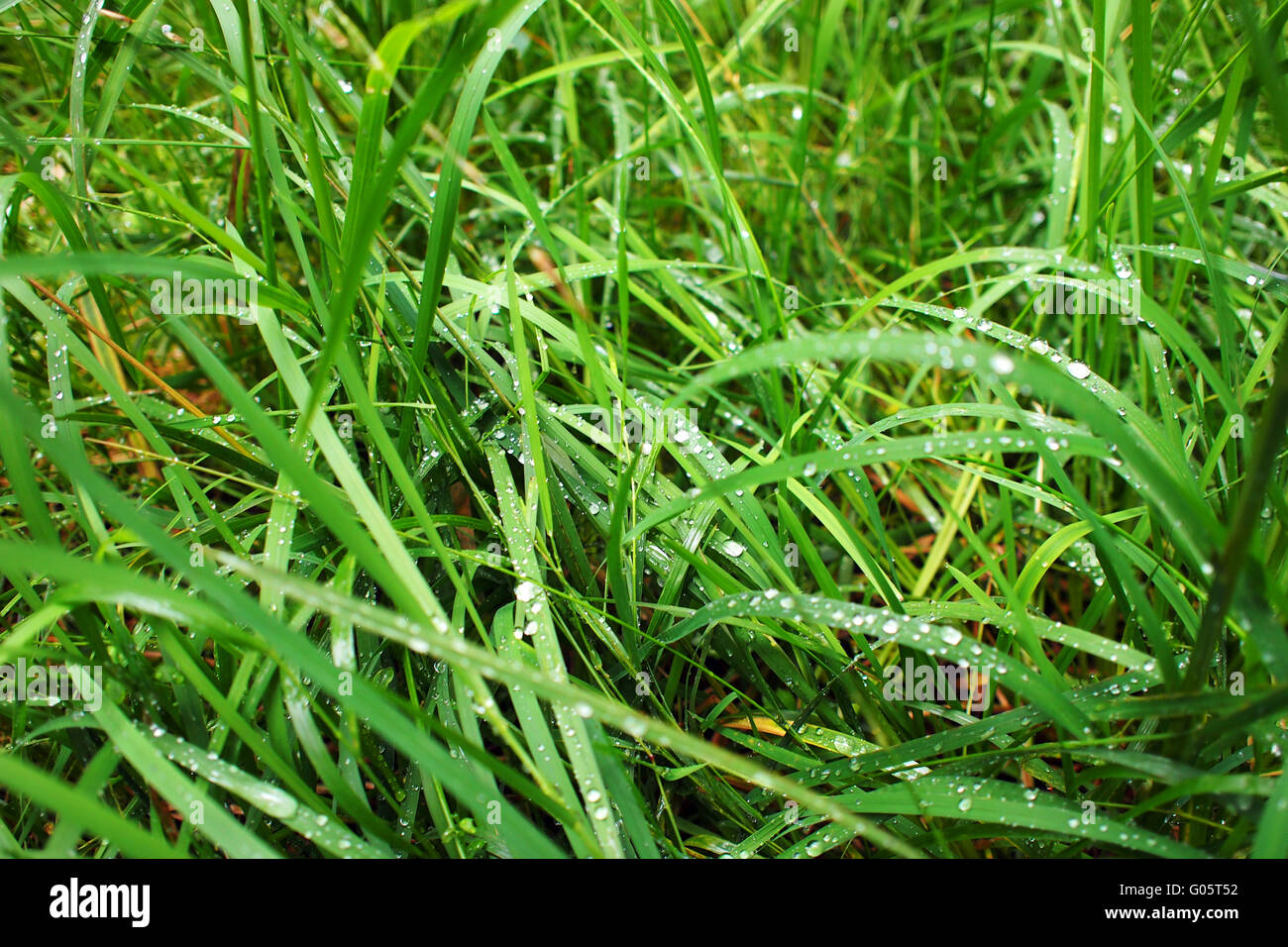Herbage di erba infestante dewdrop Foto Stock