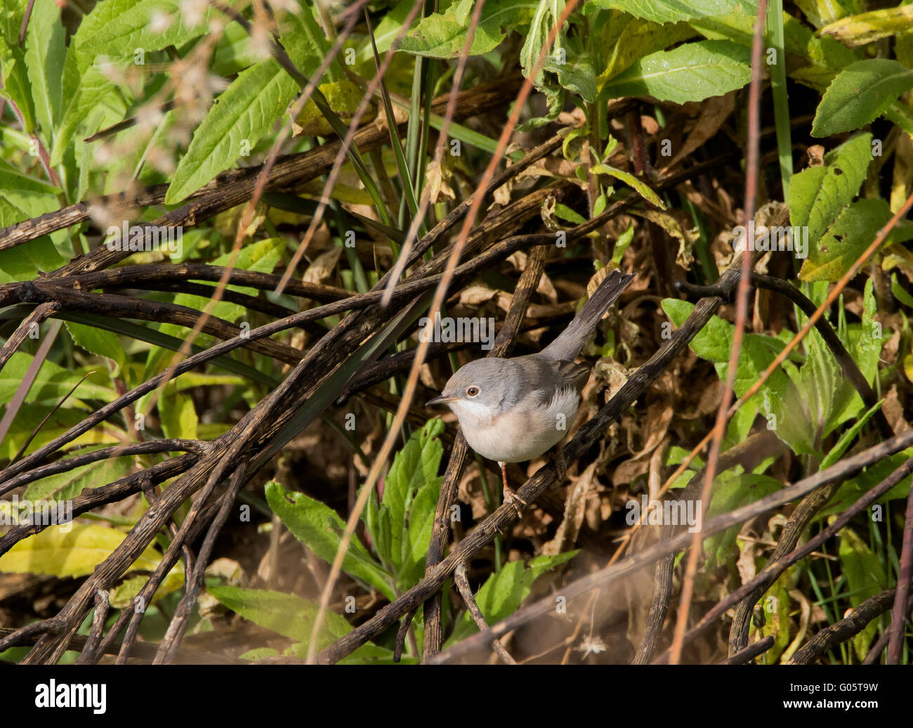 Femmina Trillo subalpino Sylvia albistriata gara orientale Anarita Cipro Foto Stock