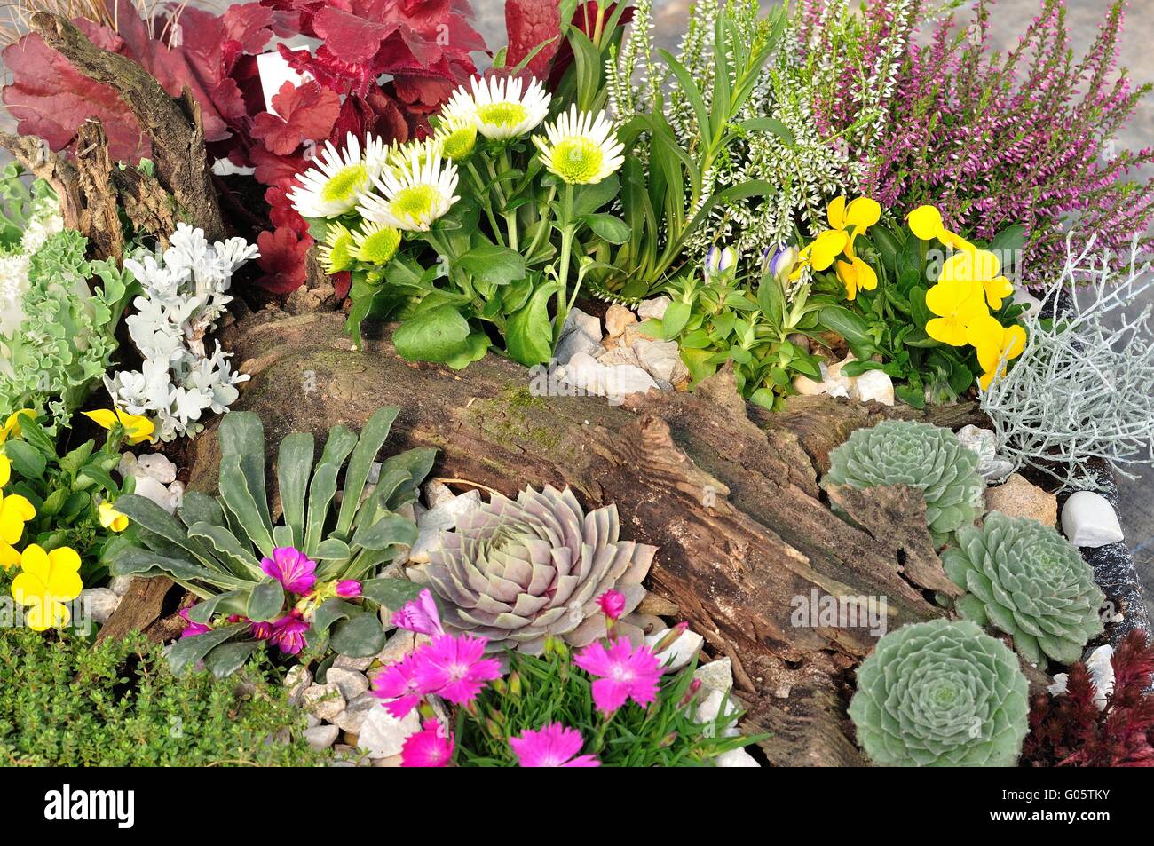 Varietà di fiori colorati in giardino Foto Stock